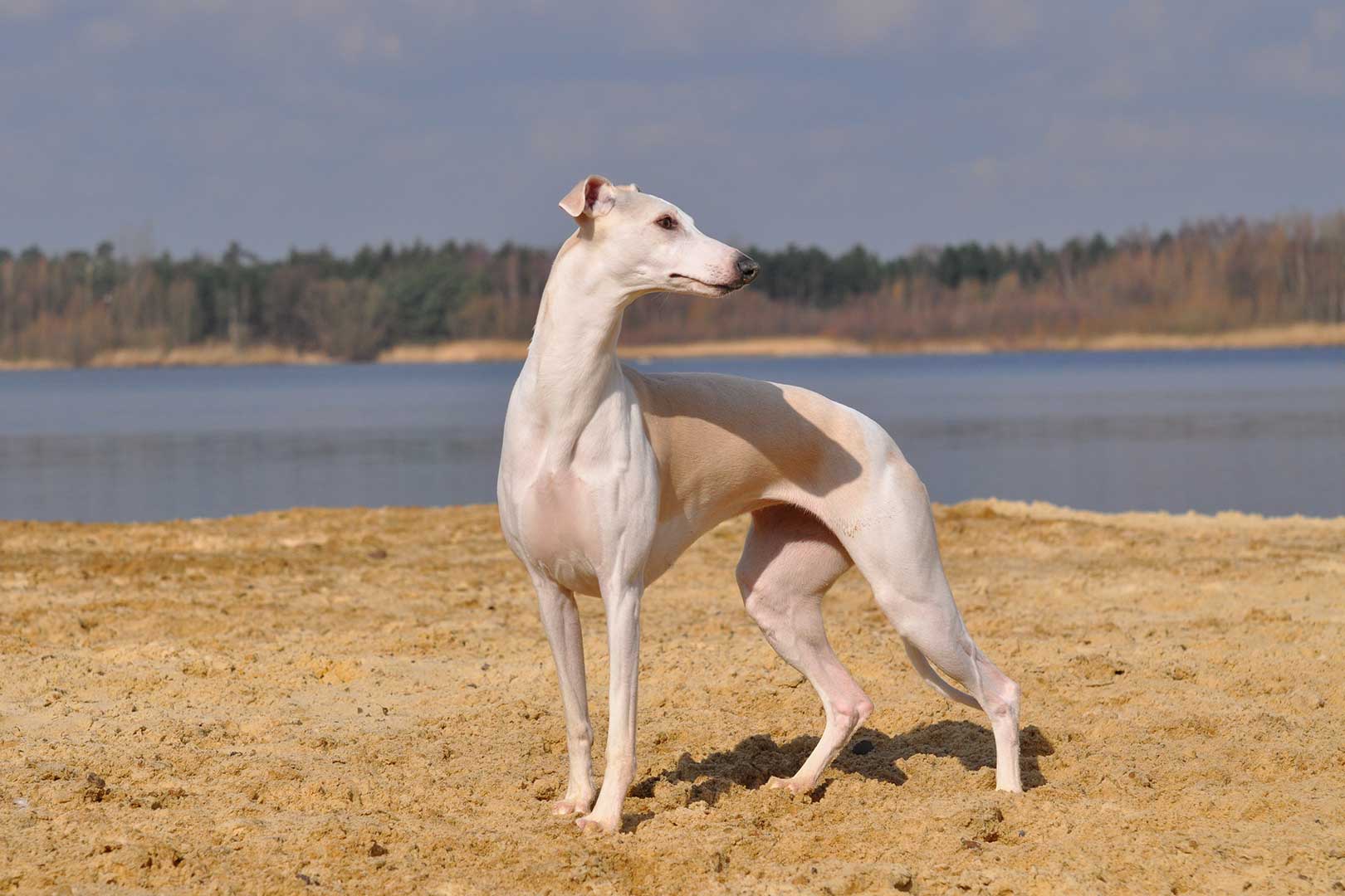 WCD - Whippet Club Deutschland