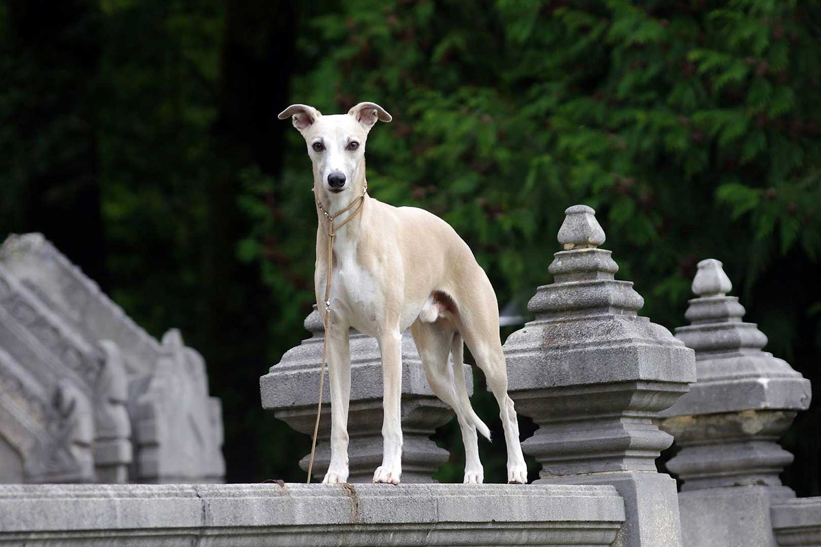 WCD - Whippet Club Deutschland