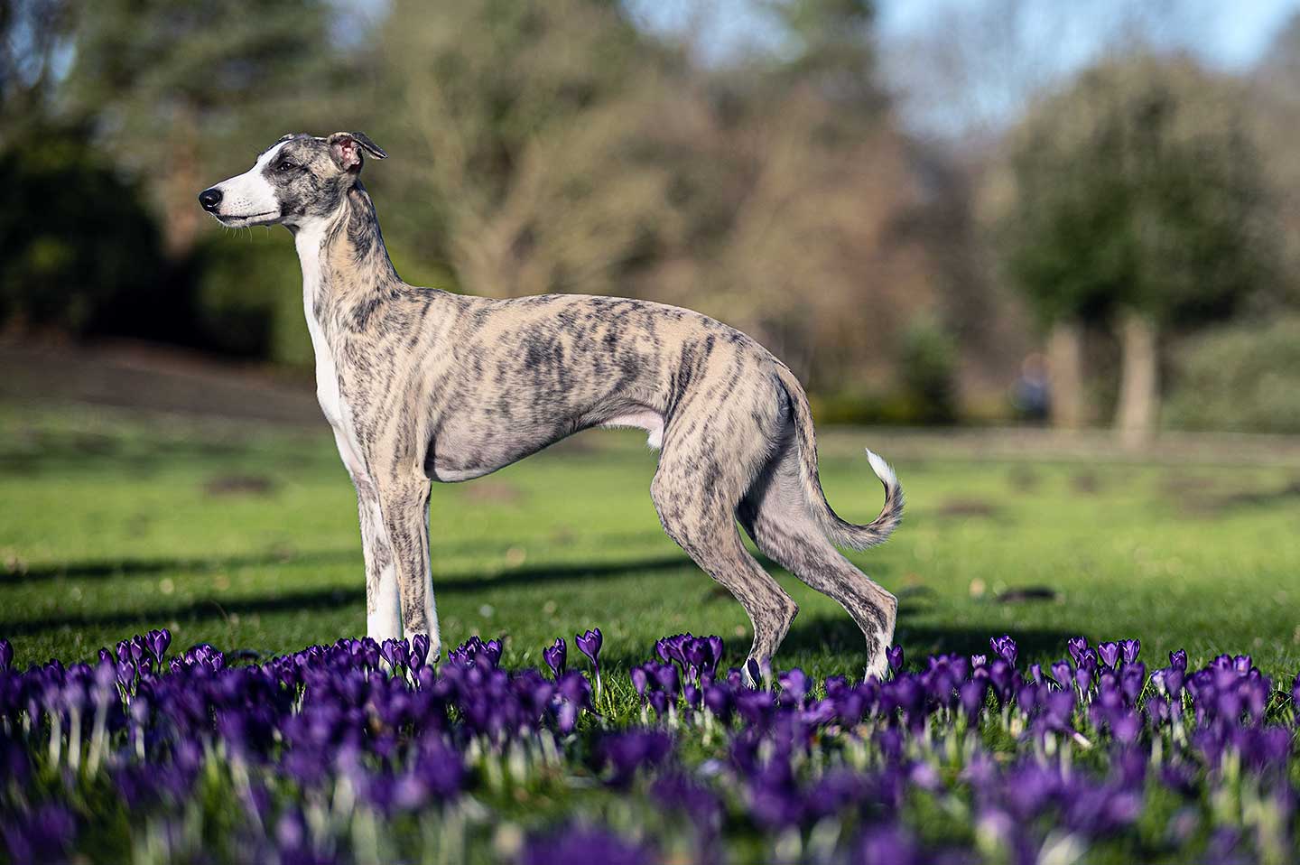 WCD - Whippet Club Deutschland