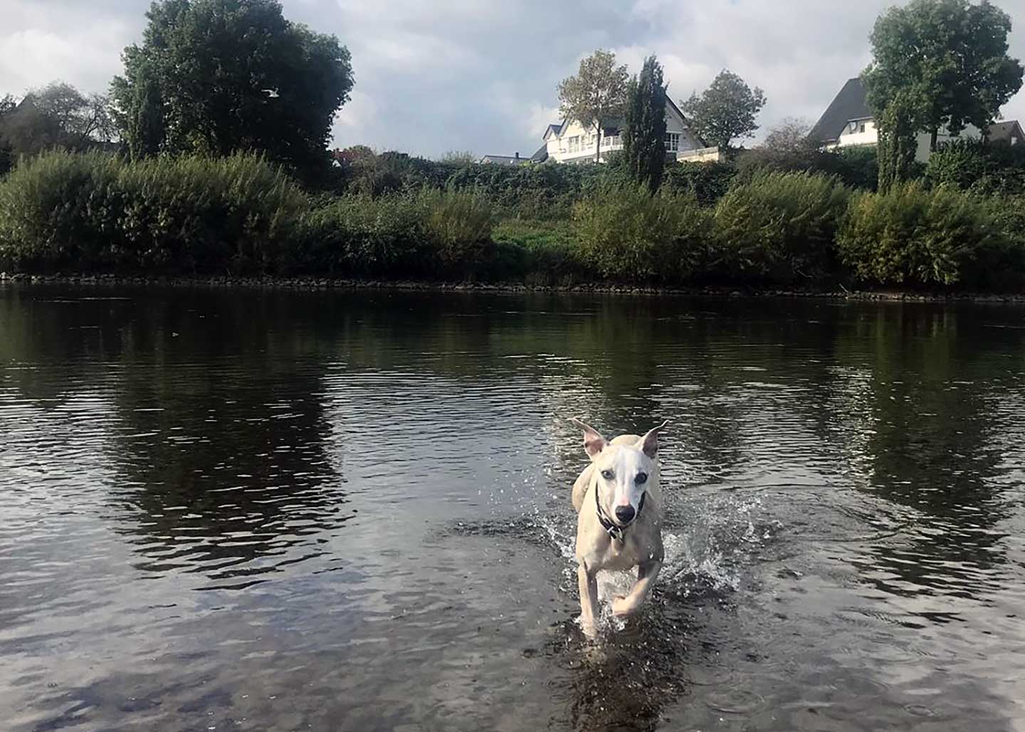 WCD - Whippet Club Deutschland