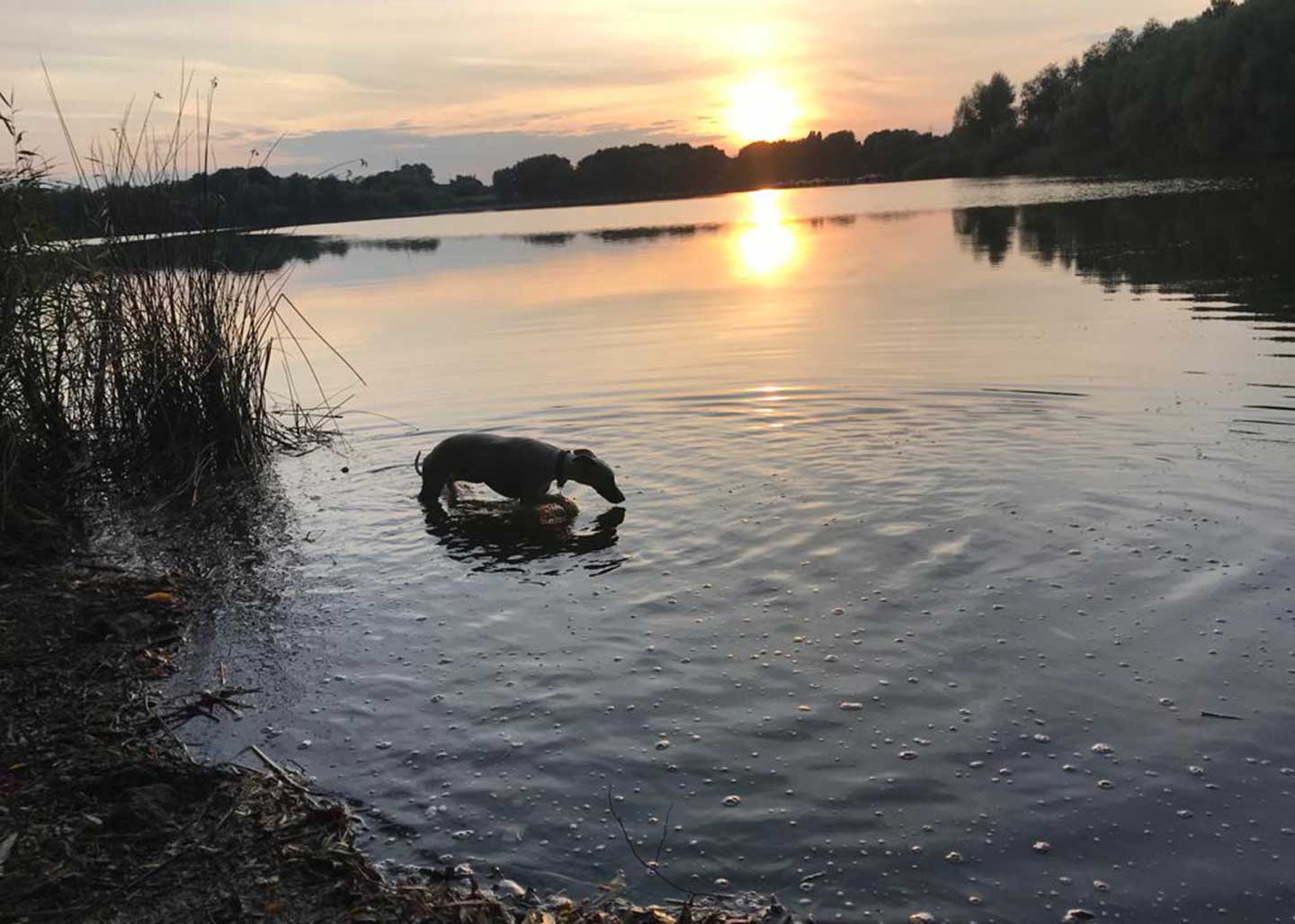 WCD - Whippet Club Deutschland