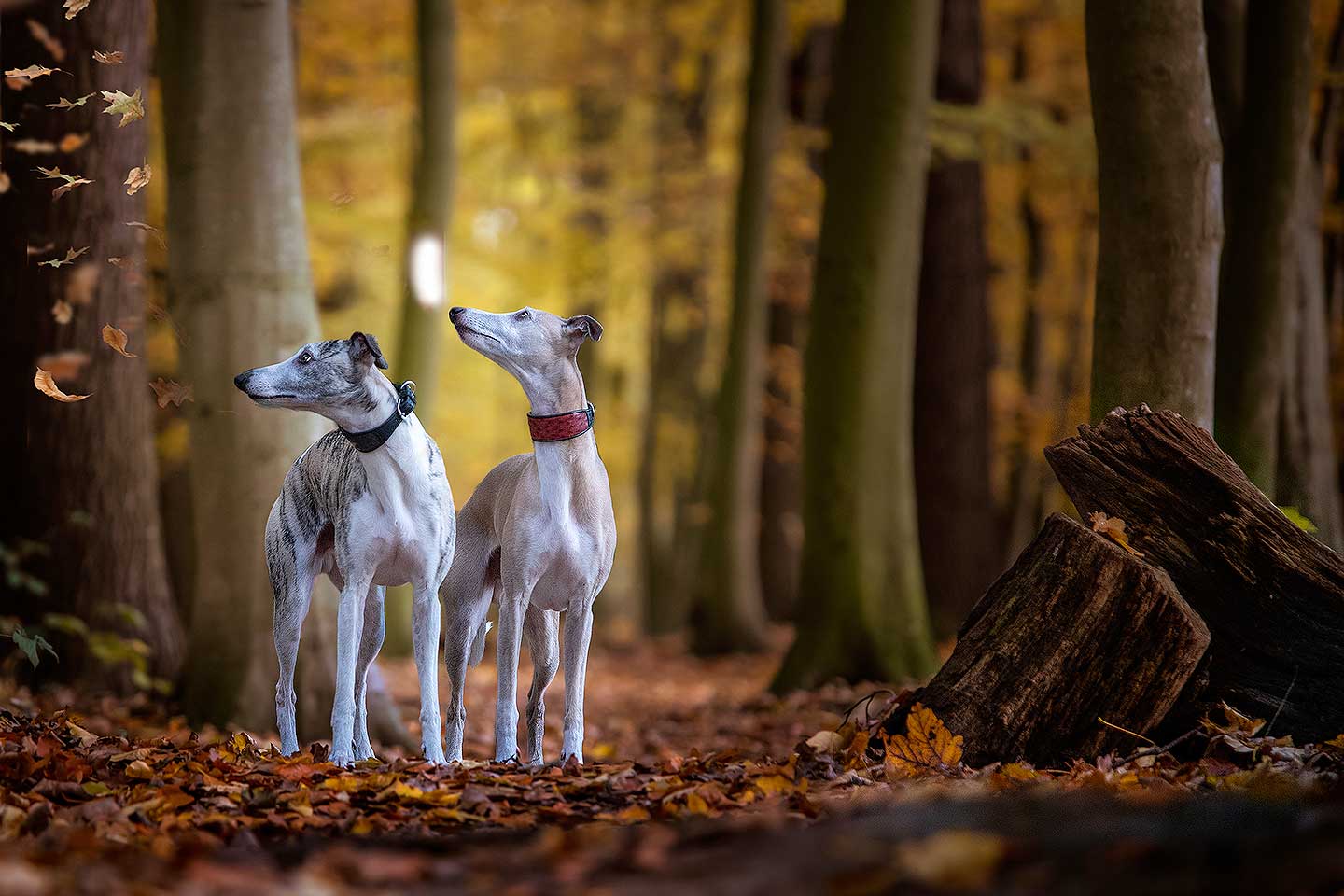 WCD - Whippet Club Deutschland