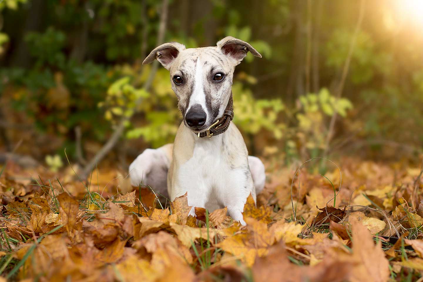 WCD - Whippet Club Deutschland