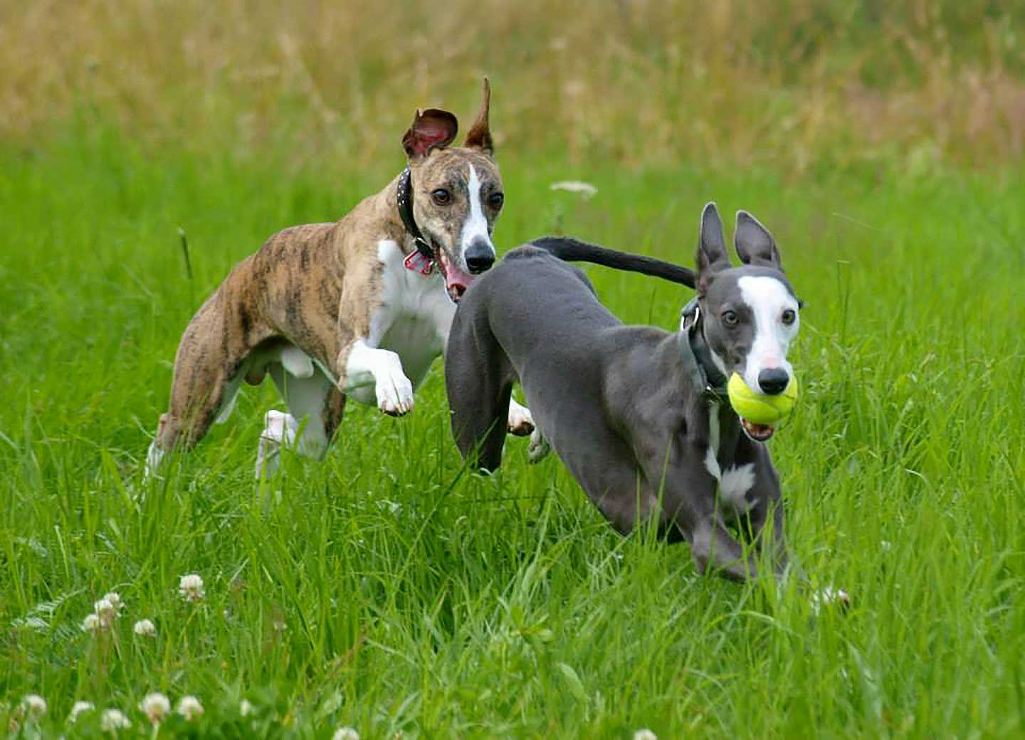 WCD - Whippet Club Deutschland