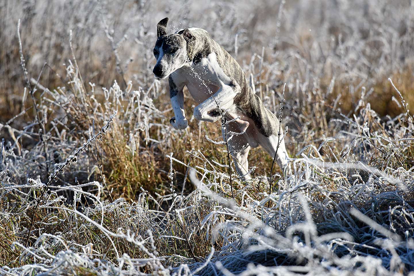 WCD - Whippet Club Deutschland