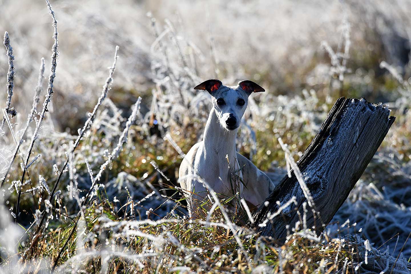 WCD - Whippet Club Deutschland
