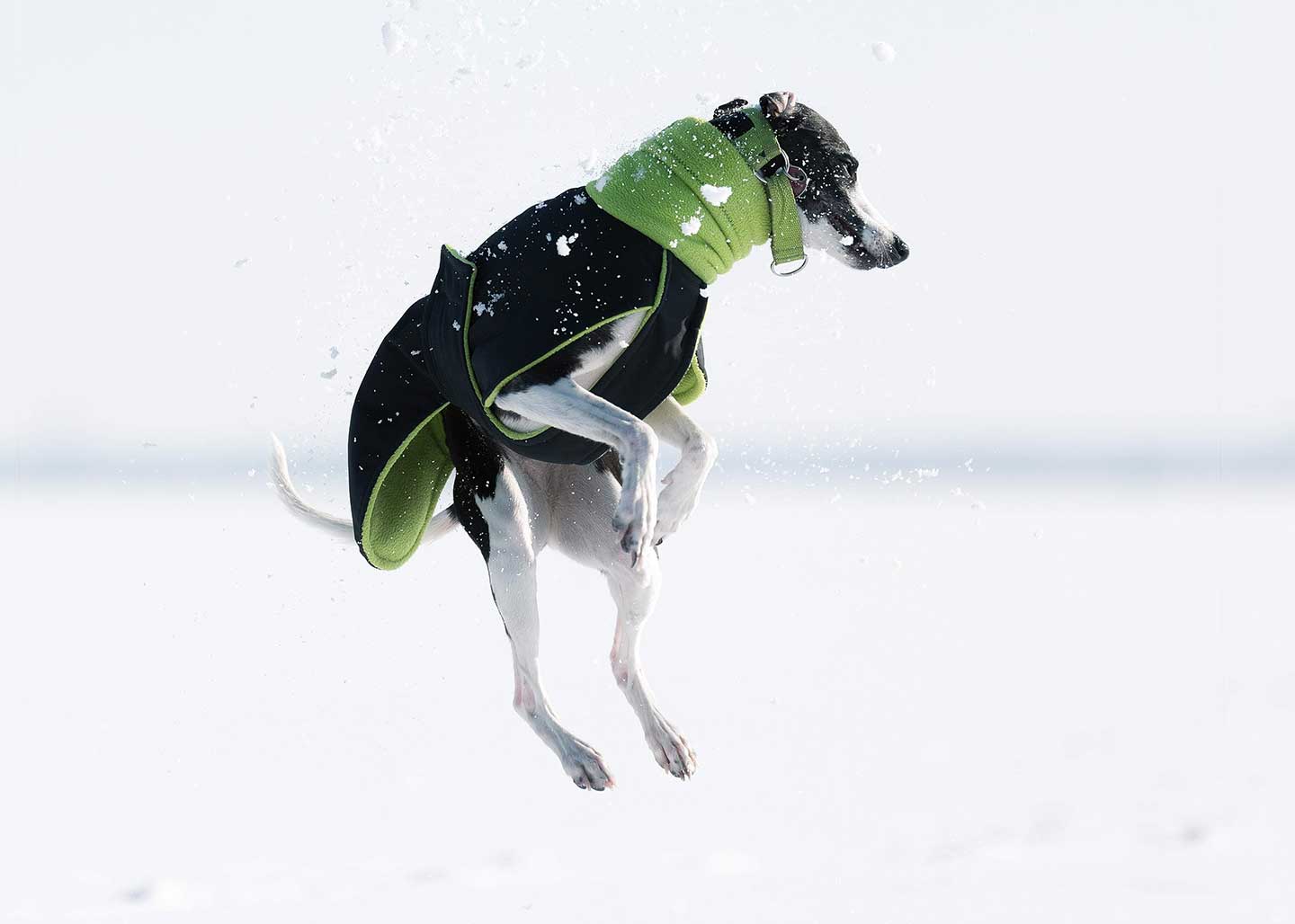 WCD - Whippet Club Deutschland