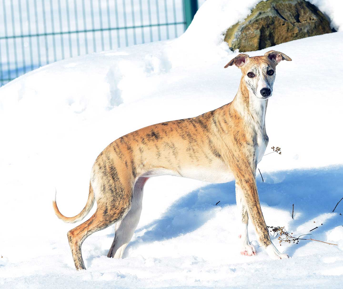 WCD - Whippet Club Deutschland