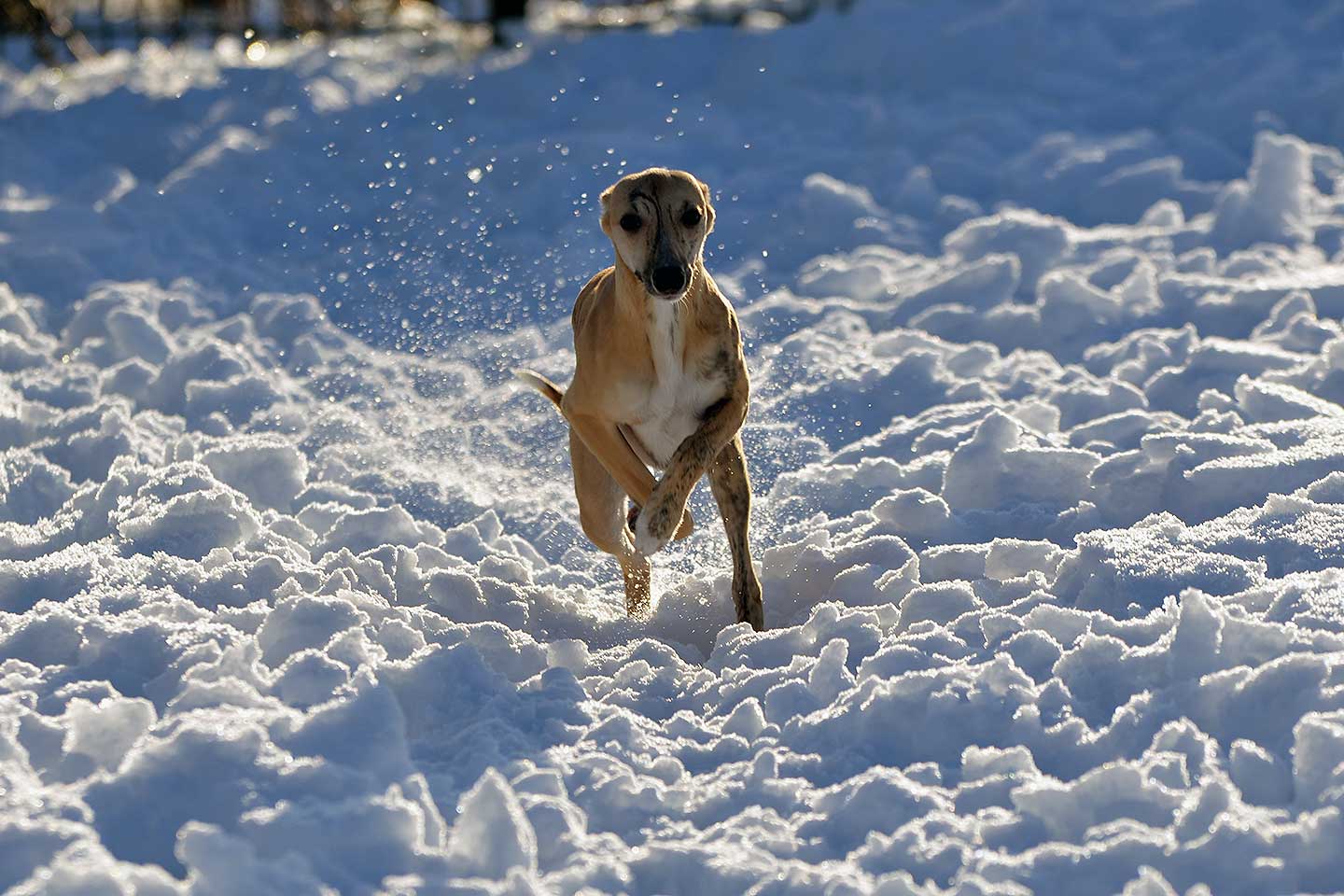 WCD - Whippet Club Deutschland